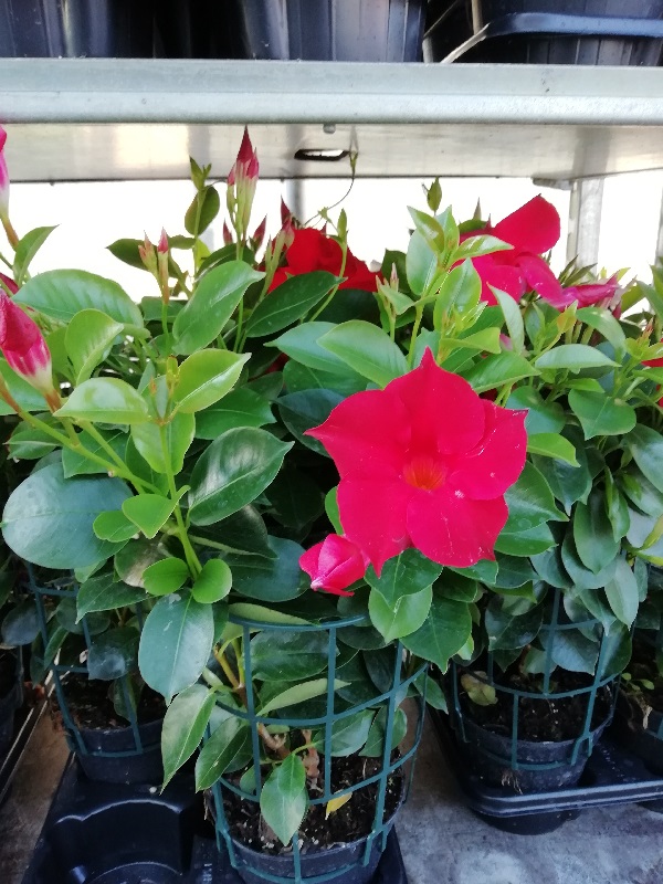 dipladenia