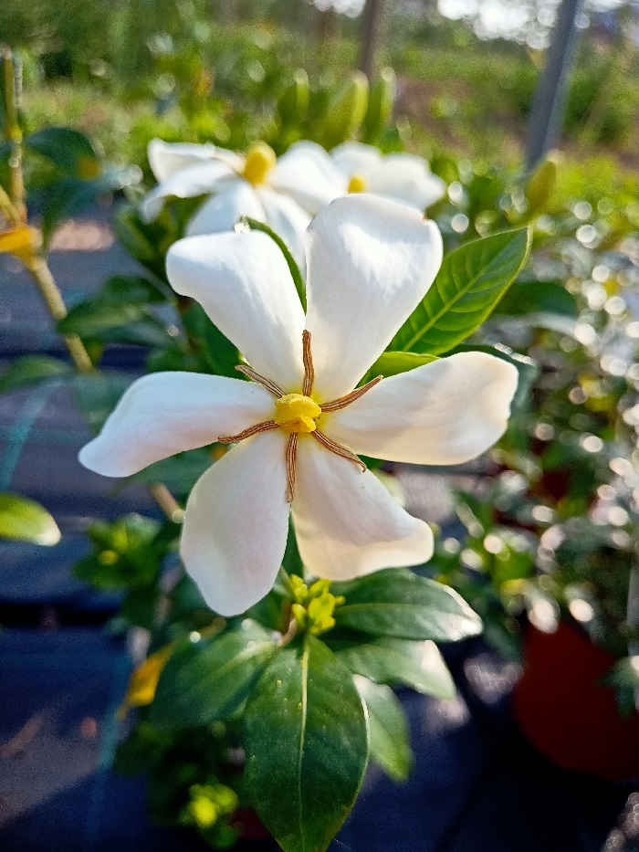 fiori