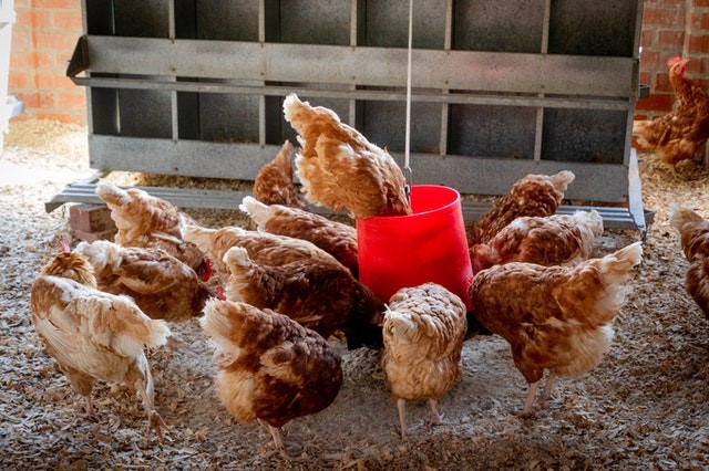 galline mangiano
