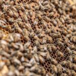apicoltura; attrezzatura apistica; miele; api; Beekeeping