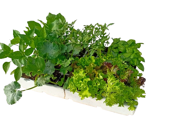 piante da orto