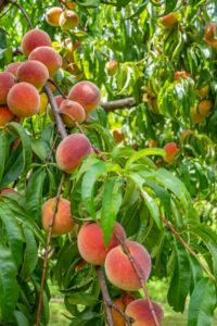 pesco; trattamenti; frutteto