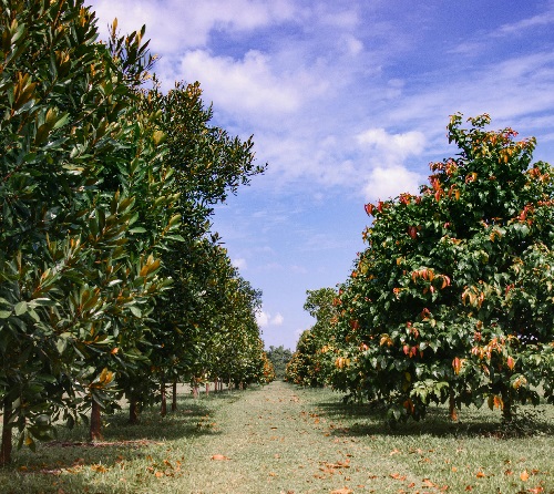frutteto; trattamenti